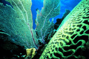 brain-coral.jpg